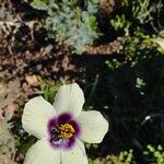 Hibiscus trionum Flower