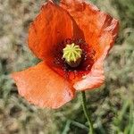 Papaver rhoeasപുഷ്പം