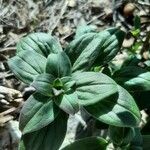 Theligonum cynocrambe Yaprak