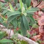 Cistus × purpureus Blad