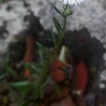 Erigeron karvinskianus Цветок