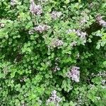 Syringa pubescens Elinympäristö