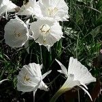 Narcissus cantabricus Flor
