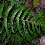 Blechnum occidentale Liść