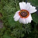 Ismelia carinata 花