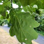 Quercus × rosacea Hoja