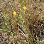 Schultesia guianensis Plante entière