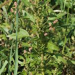 Chenopodium rubrum Tervik taim