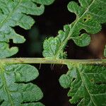 Lonchitis occidentalis Folio