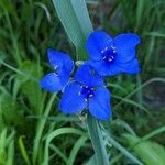 Tradescantia occidentalis Blüte