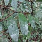 Oncostemum linearisepalum Leaf