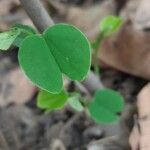 Bauhinia tomentosa 葉