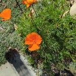 Eschscholzia caespitosa Flower