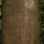 Couepia bracteosa 树皮
