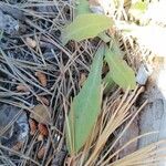 Sonchus bulbosus Hoja