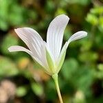Moenchia mantica फूल