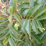 Matayba guianensis Лист