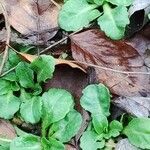 Bellis perennis Leaf