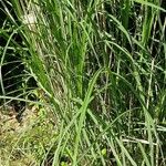 Andropogon bicornis Habit