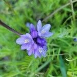 Dipterostemon capitatus Flower