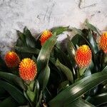 Billbergia pyramidalis Habit