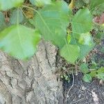 Populus x canadensis Leaf