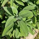 Salvia officinalis Leaf