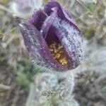 Anemone montana Квітка