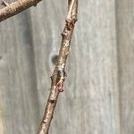 Prunus pensylvanica Bark