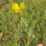 Crotalaria laburnifolia Floare
