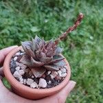 Echeveria purpusiorumЛист