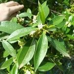 Myoporum tenuifolium ᱥᱟᱠᱟᱢ