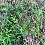 Epilobium tetragonumFlower