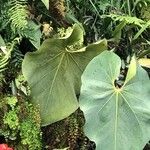 Anthurium faustomirandae Yaprak