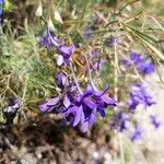 Delphinium consolida Flower