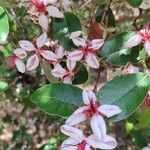 Feijoa sellowiana 花