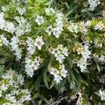 Echium hierrense Flower