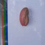 Dacryodes edulis Fruit