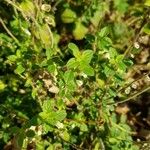 Scutellaria albida 葉