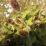 Salvia columbariae Blatt