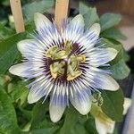 Passiflora caeruleaFlower