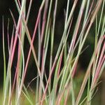 Schizachyrium scoparium Azala