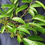 Sorocea trophoides Other