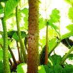 Gunnera tinctoria Rinde