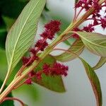 Amaranthus caudatus Bark