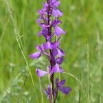 Anacamptis palustris Flor
