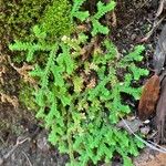 Selaginella denticulata List