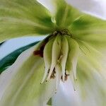 Helleborus niger Virág