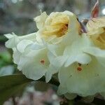 Rhododendron macabeanum Çiçek