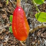 Capparis cartilaginea Fruit